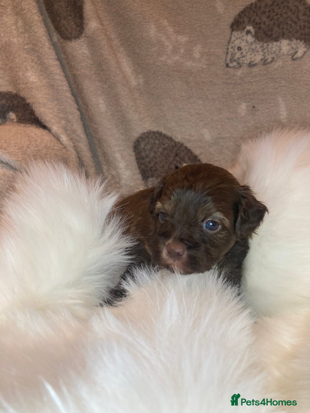 Shihpoo dogs for sale: Read the advert 5 star rated Toy shihpoo puppies - Image 26
