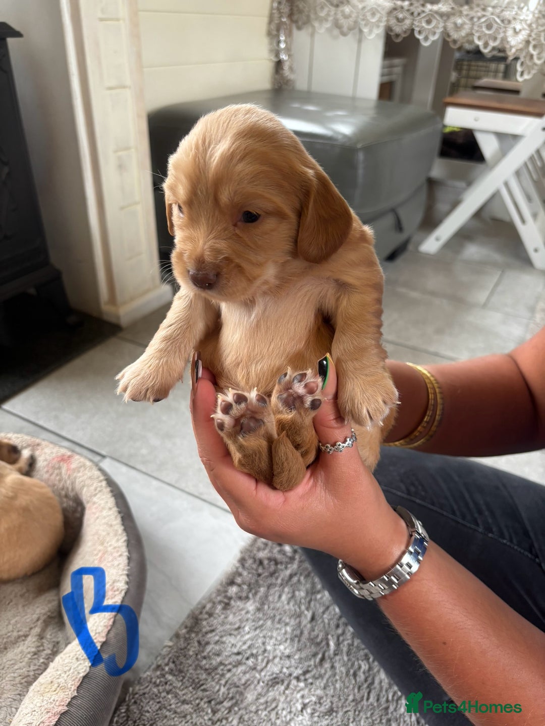 Mixed Breed dogs for sale: BEAUTIFUL CHi- SPANIEL PUPS READY 28TH AUG - Image 11