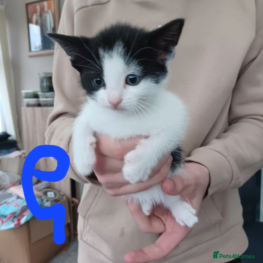 Mixed Breed cats for sale: Mixed litter of kittens - Advert 1
