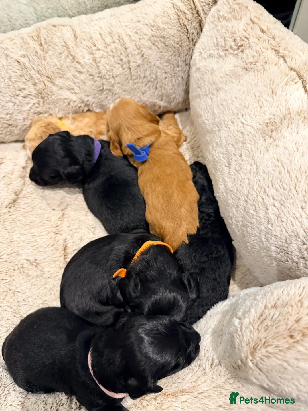 Mixed Breed dogs for sale: Loodlepoo Puppies  - Advert 22