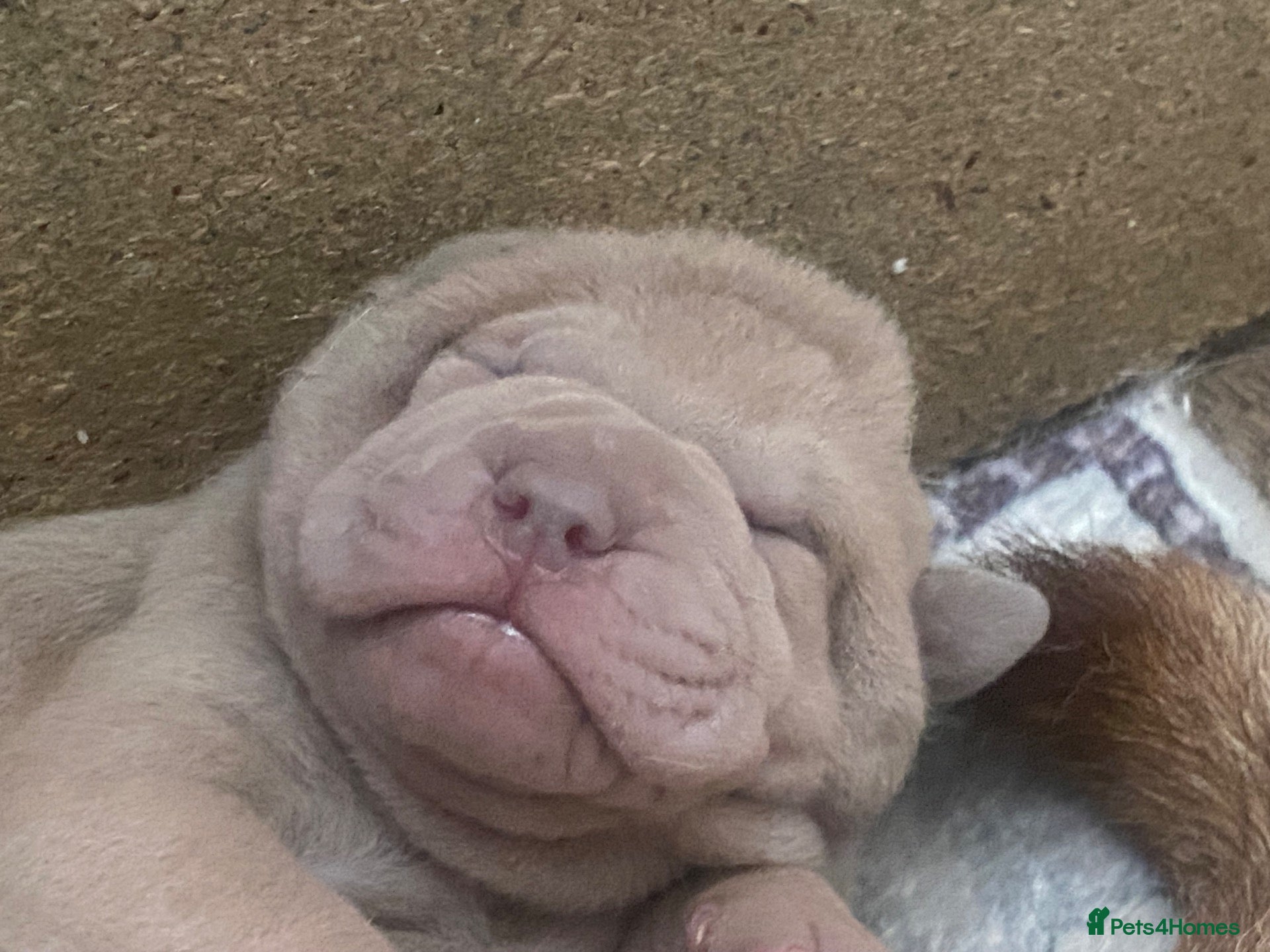 Shar Pei dogs Stunning shar pei puppies - Advert 2