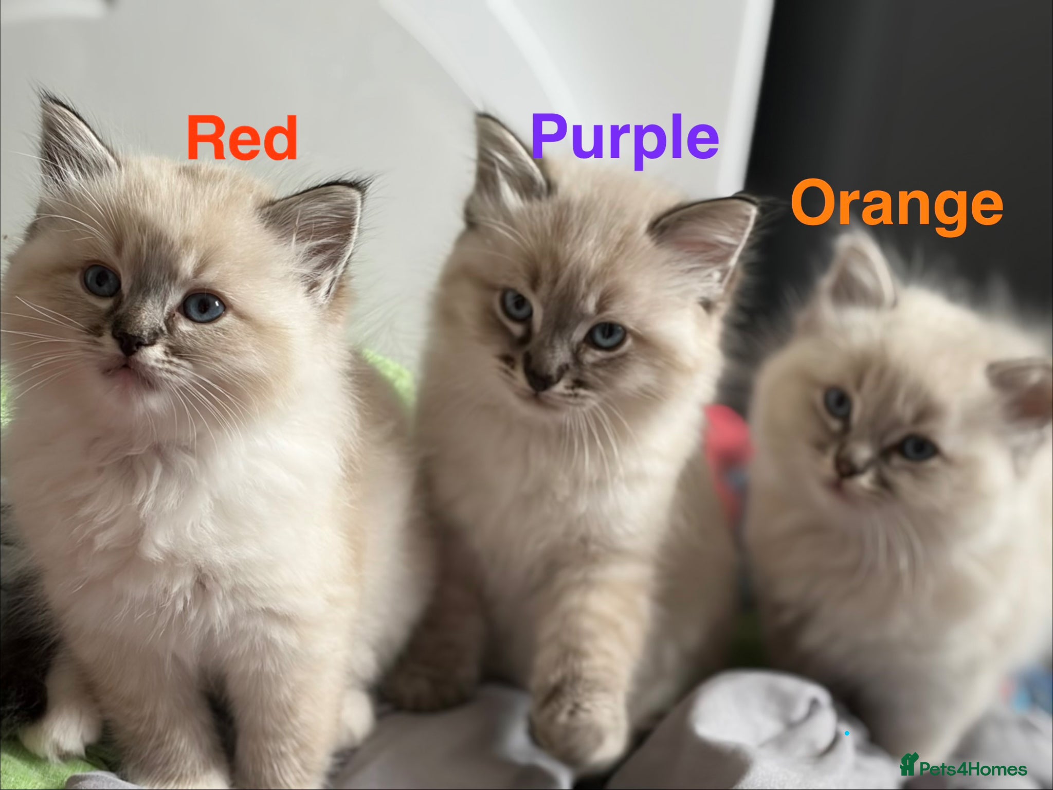Ragdoll cats ✨blue lynx point ragdoll kittens✨  - Advert 21