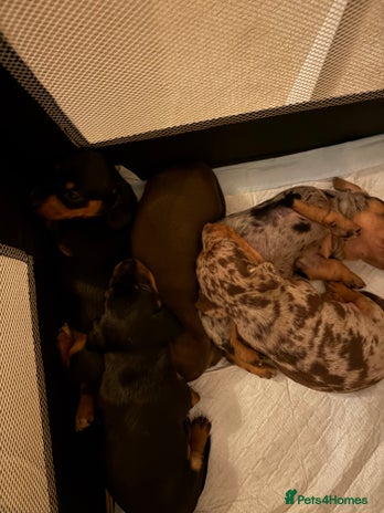 Dachshund dogs - Advert 5