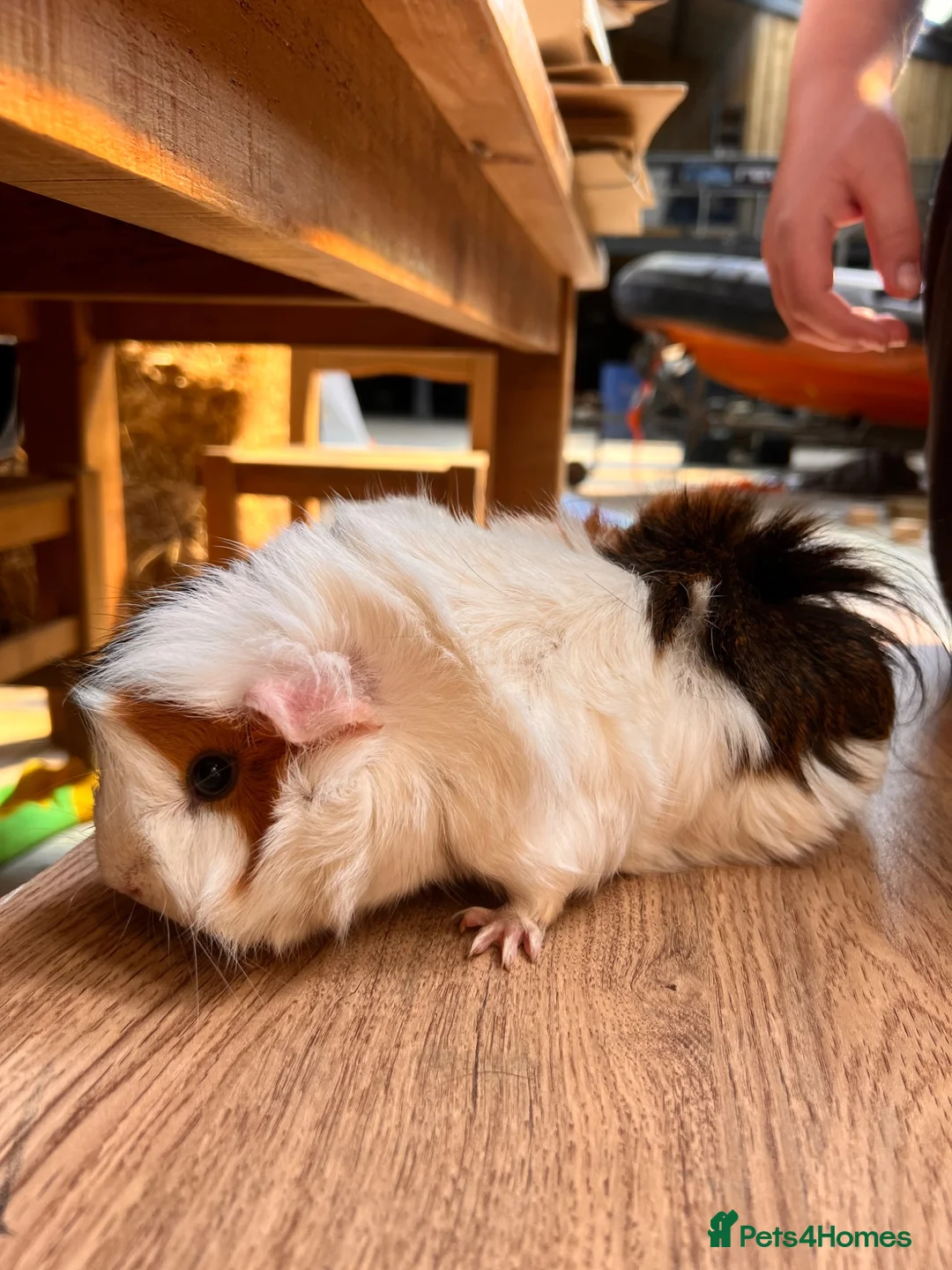 Guinea Pig rodents for sale: Guinea pigs  - Advert 2