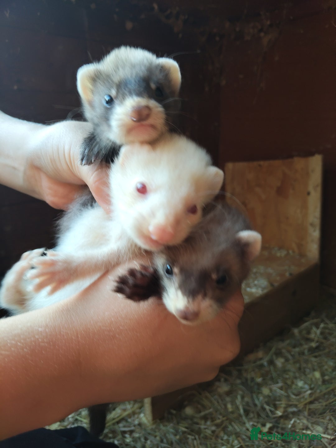 Mixed Breed livestock for sale: Ferrets  - Image 2