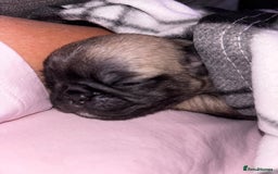 Pug dogs for sale: Puppies - Image 25