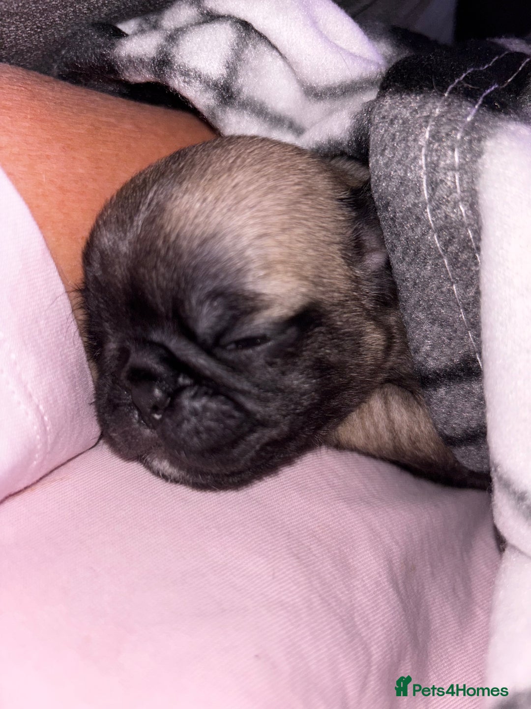 Pug dogs for sale: Puppies - Image 25