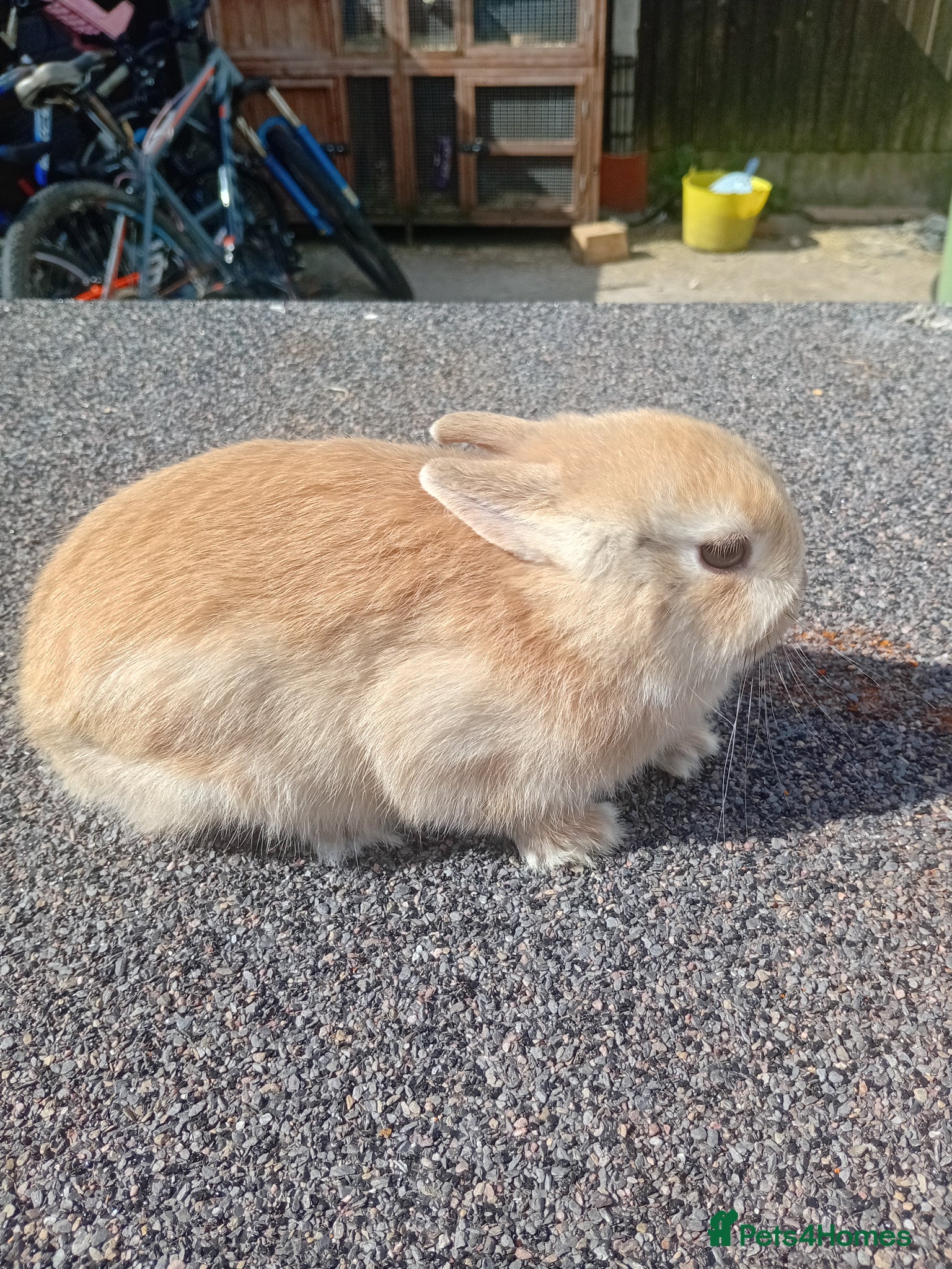 Netherland Dwarf rabbits Netherland dwarf baby  - Advert 1