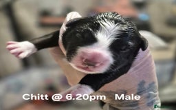 Border Collie dogs for sale: Border Collie pups - Image 4