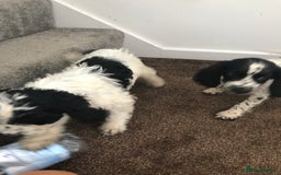 Sproodle dogs for sale: Sproodle - Image 11