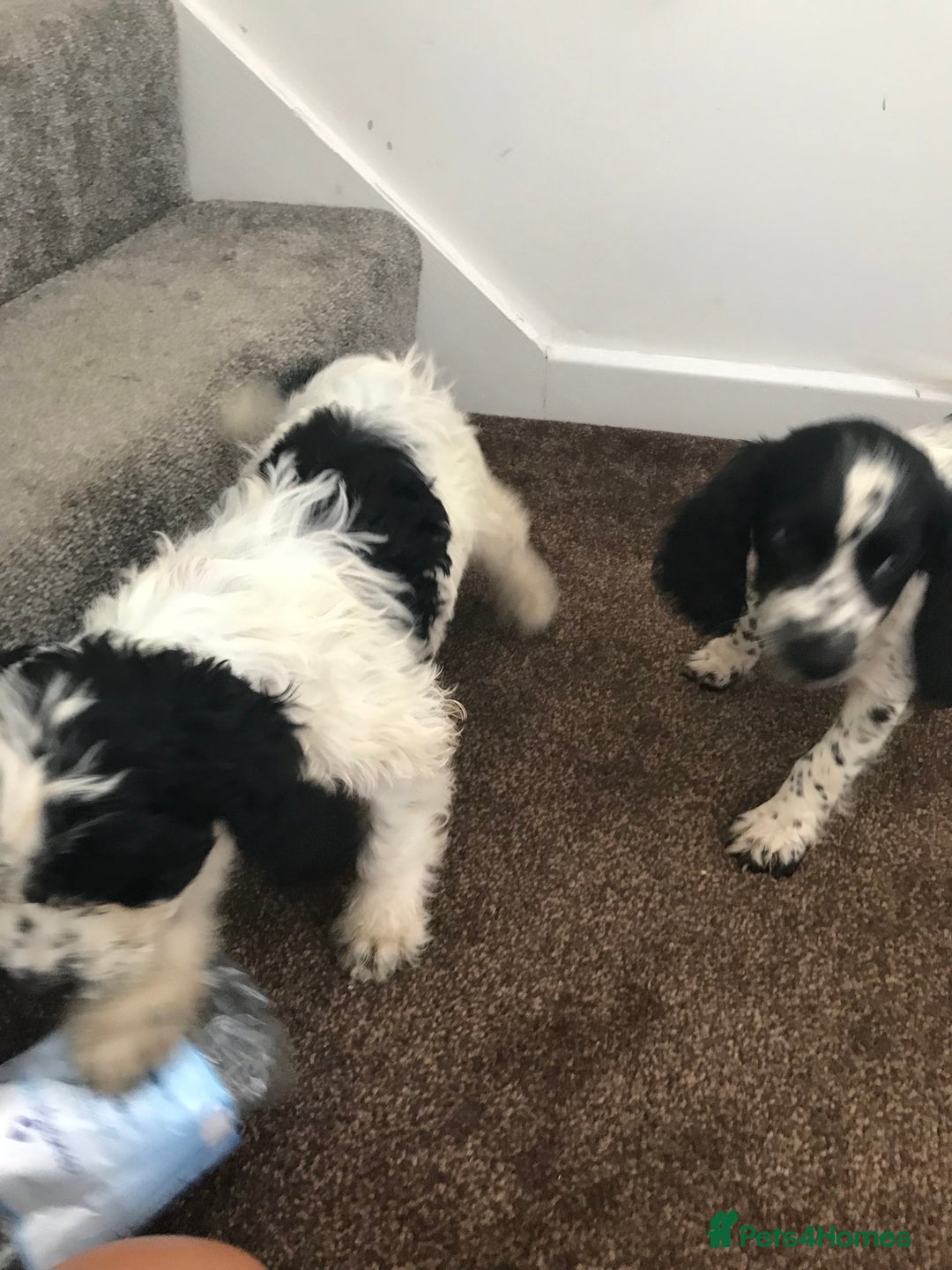 Sproodle dogs for sale: Sproodle - Image 11