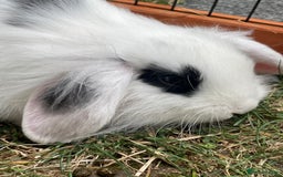 Mini Lop rabbits for sale: Beautiful Mini Lop Babies - Image 14