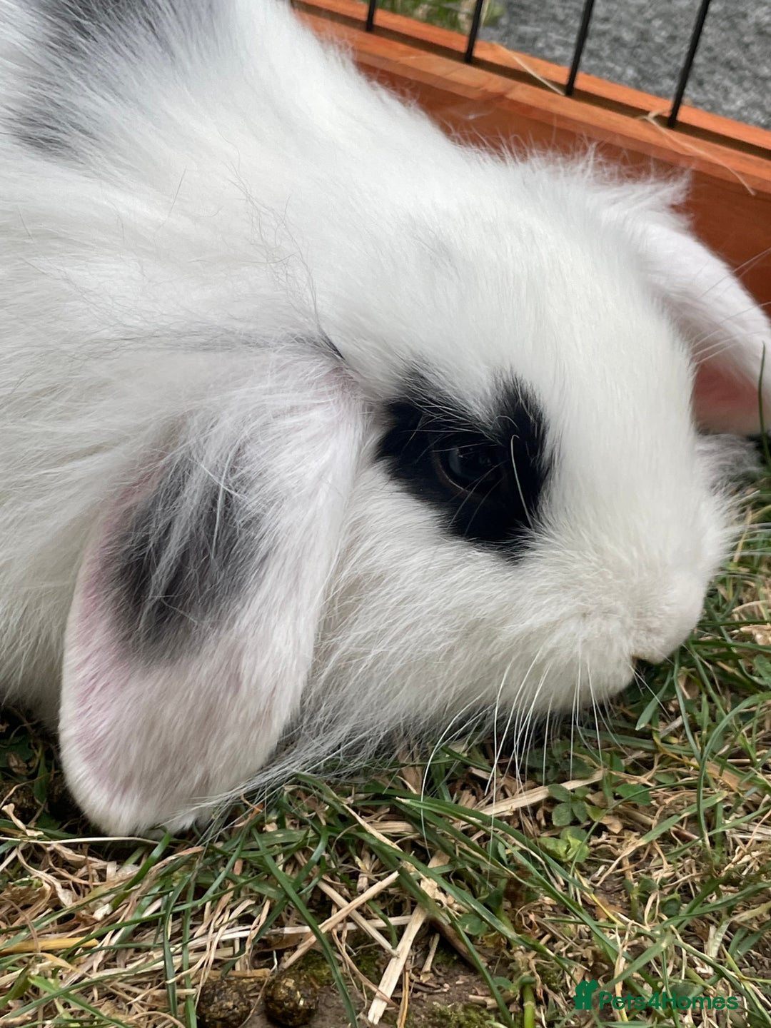 Mini Lop rabbits for sale: Beautiful Mini Lop Babies - Image 14