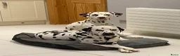 Dalmatian dogs for stud: Kc Reg Proven stud Dalmatian  in Ormskirk - Advert 14