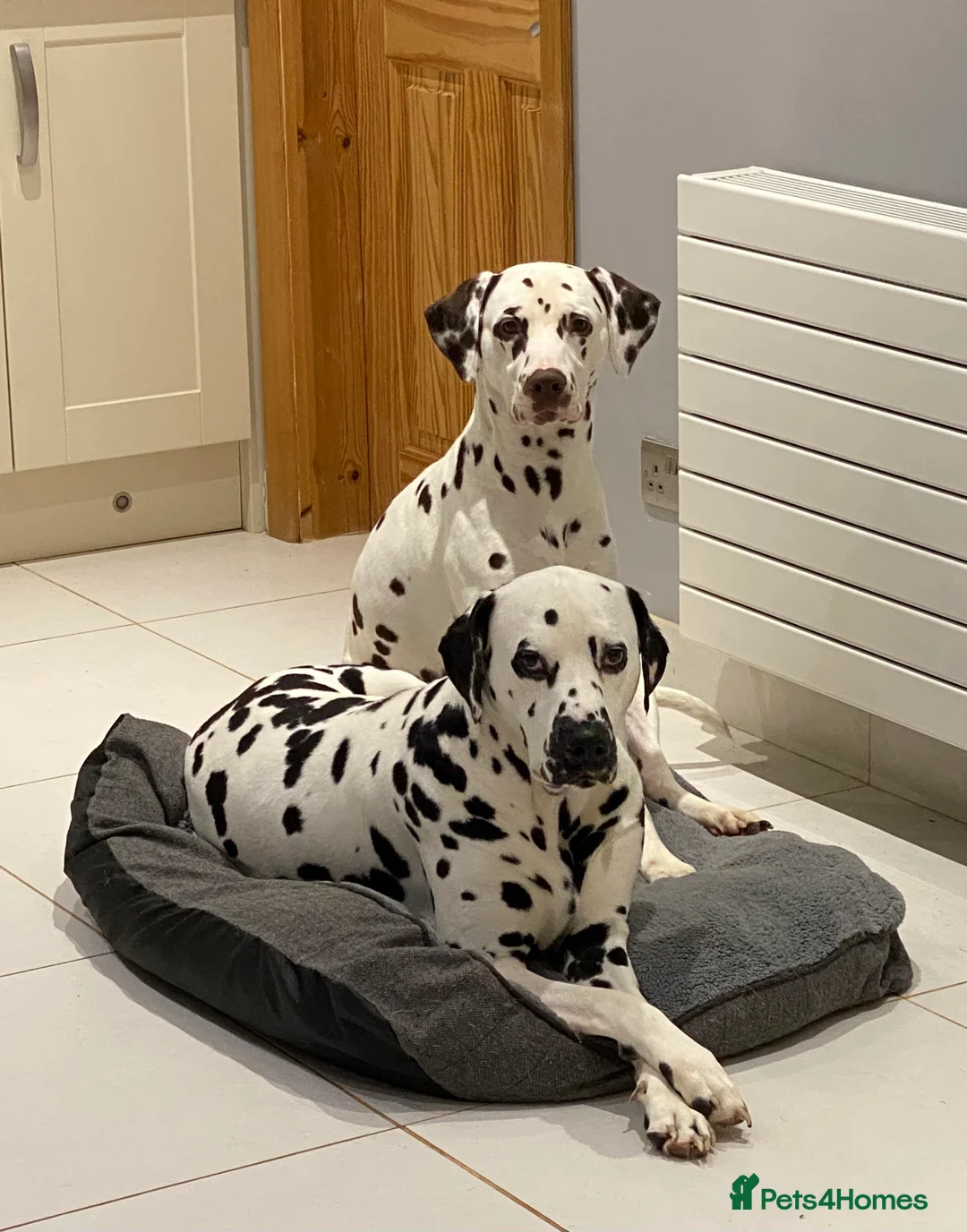 Dalmatian dogs for stud: Kc Reg Proven stud Dalmatian  in Ormskirk - Advert 14