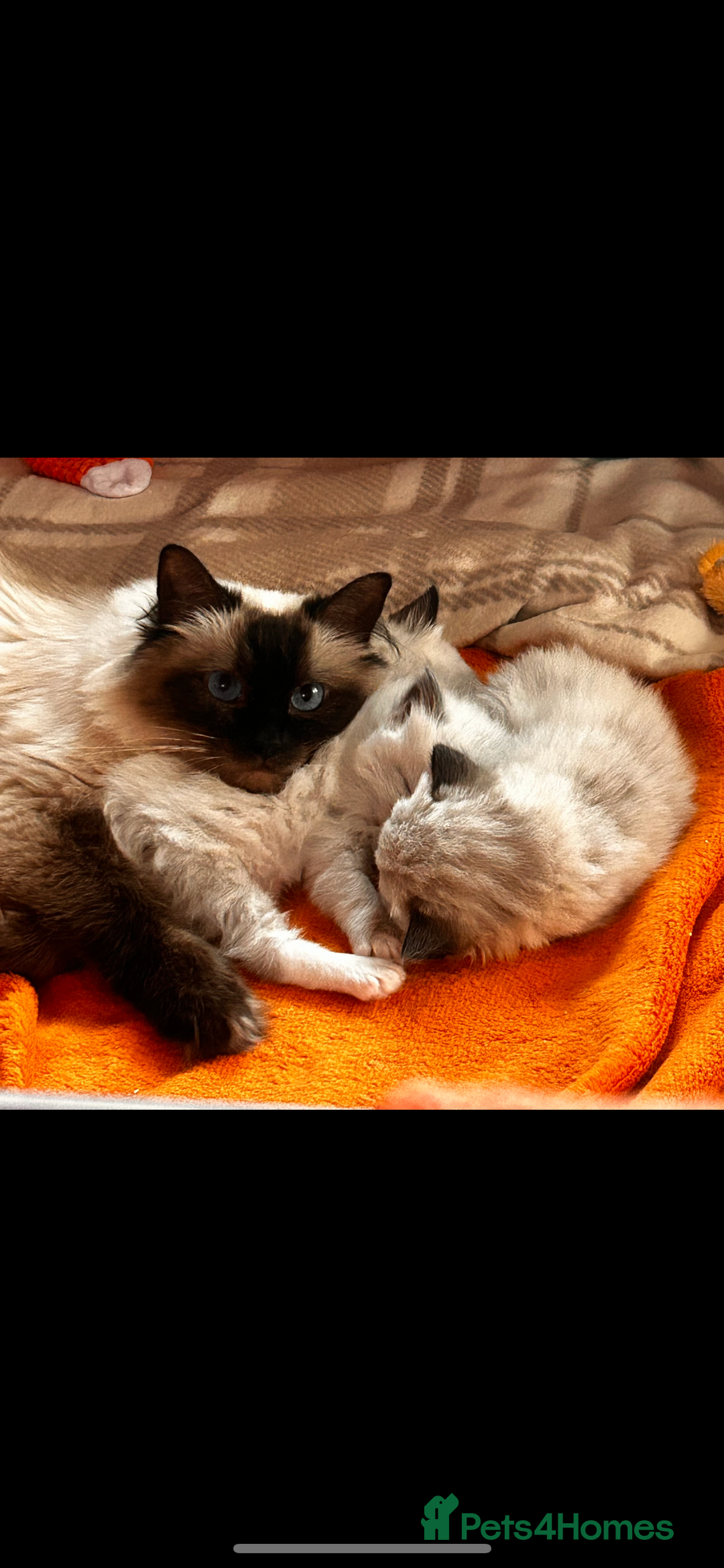 Ragdoll cats for sale: Pedigree Ragdoll Kittens seeking loving homes 🧡 - Image 4