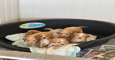 Cocker Spaniel dogs - Advert 2