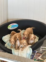 Cocker Spaniel dogs - Advert 2