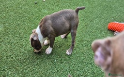 Boston Terrier dogs for sale: KC Reg female Boston Terrier Puppy  in Bristol - Image 17