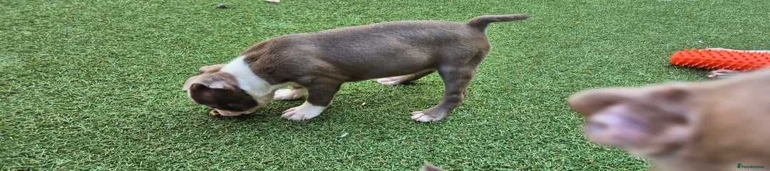 Boston Terrier Puppy 7
