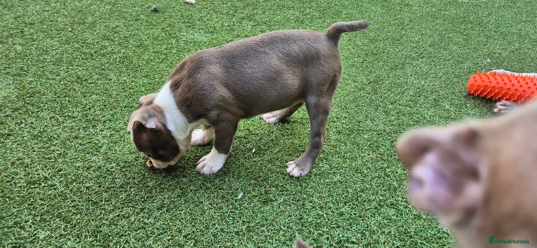 Boston Terrier dogs for sale: KC Reg female Boston Terrier Puppy  in Bristol - Image 17