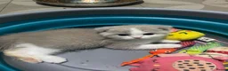 Scottish Fold cats for sale: Scottish fold kittens - Advert 17