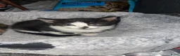 Mixed Breed cats for sale: Beautiful black and white kitten for sale £130 - Advert 3