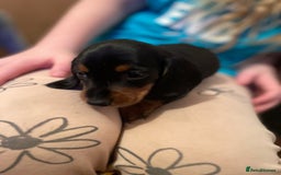Miniature Dachshund dogs for sale: Miniature dachshund puppies - Image 8