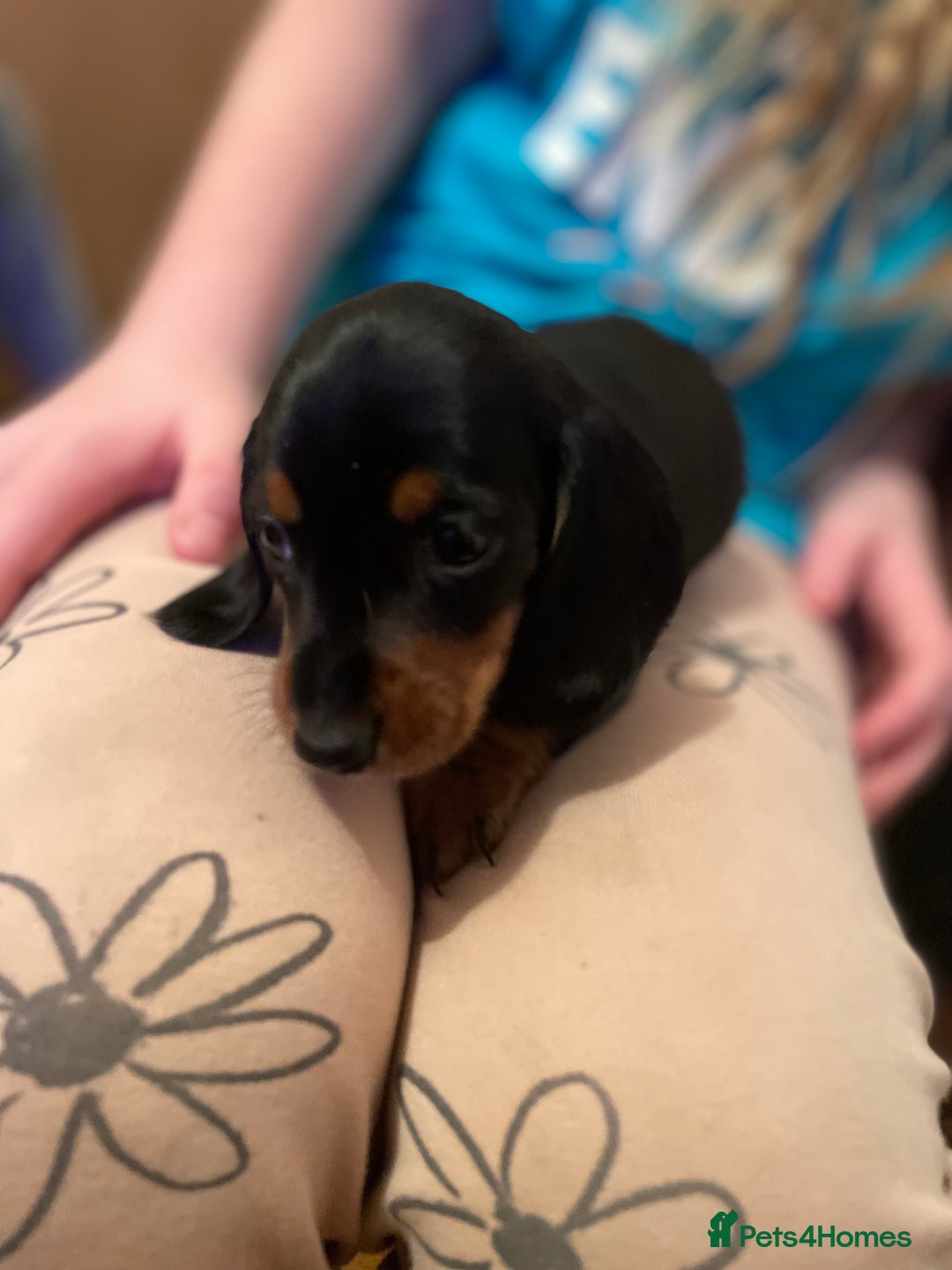 Miniature Dachshund dogs for sale: Miniature dachshund puppies - Image 8