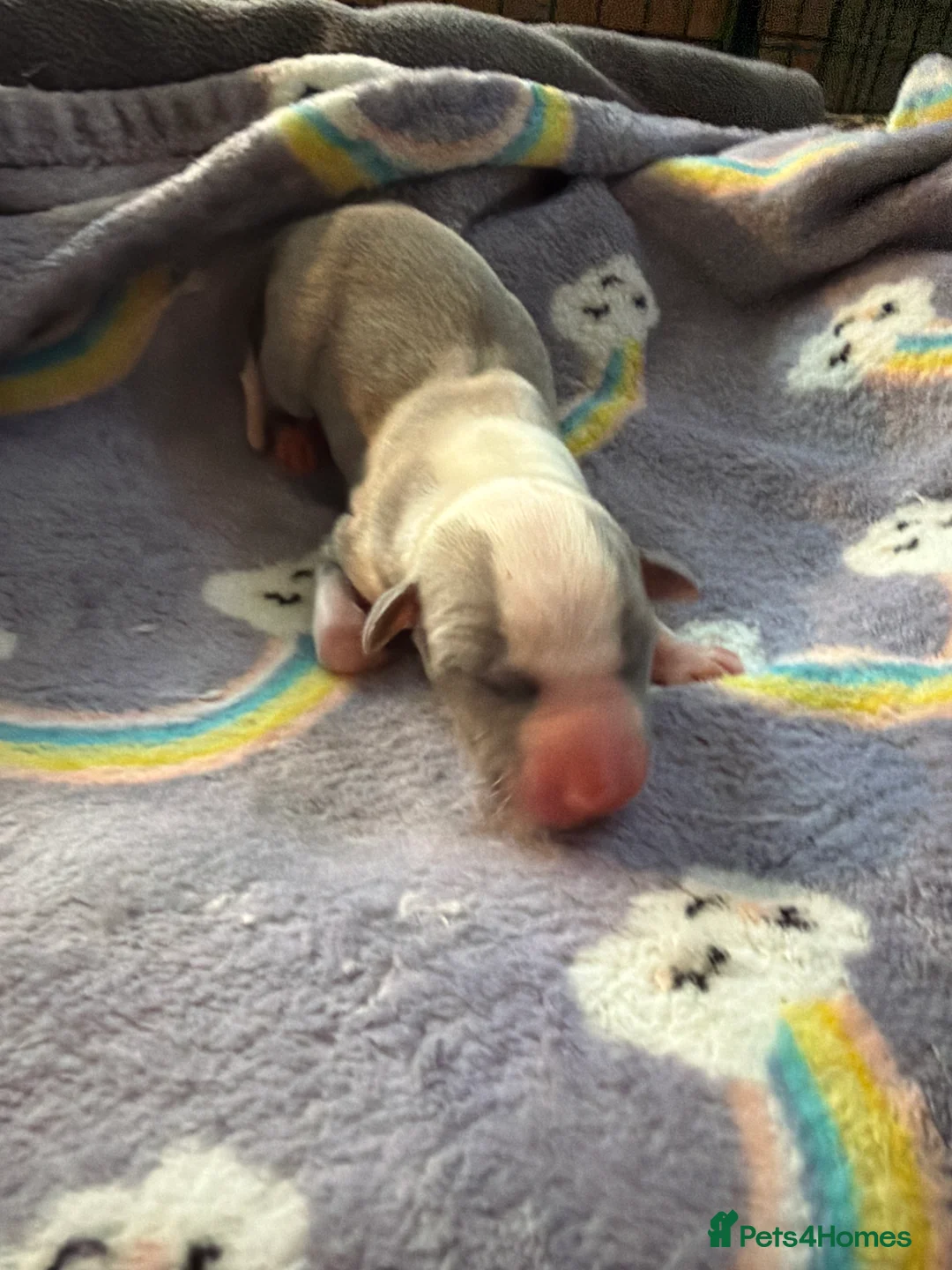 Whippet dogs for sale: Stunning Kennel Club Registered Whippet Puppies 🐾 - Advert 3