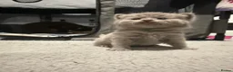 British Shorthair cats for sale: Charming British Shorthair Kittens - Advert 25