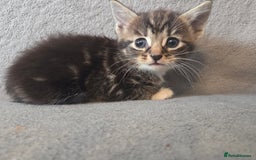 Mixed Breed cats for sale: 5 Adorable Kittens Ready for New Homes! - Image 13