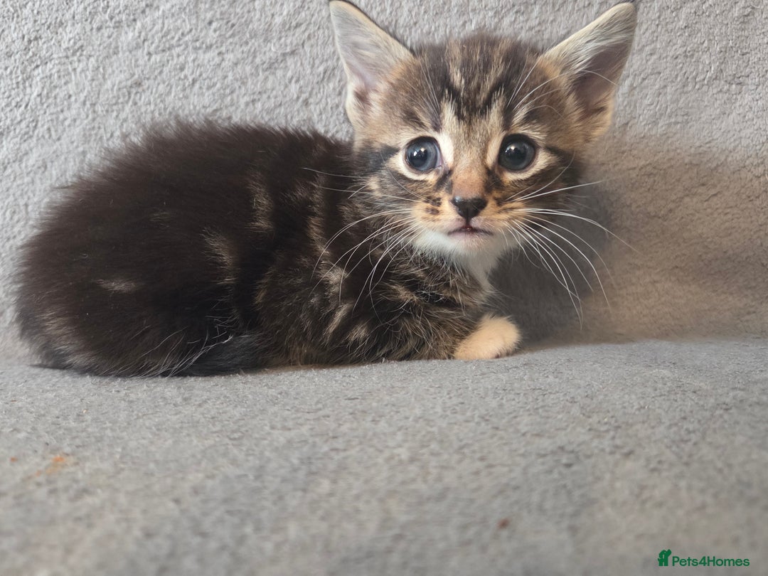 Mixed Breed cats for sale: 5 Adorable Kittens Ready for New Homes! - Image 13