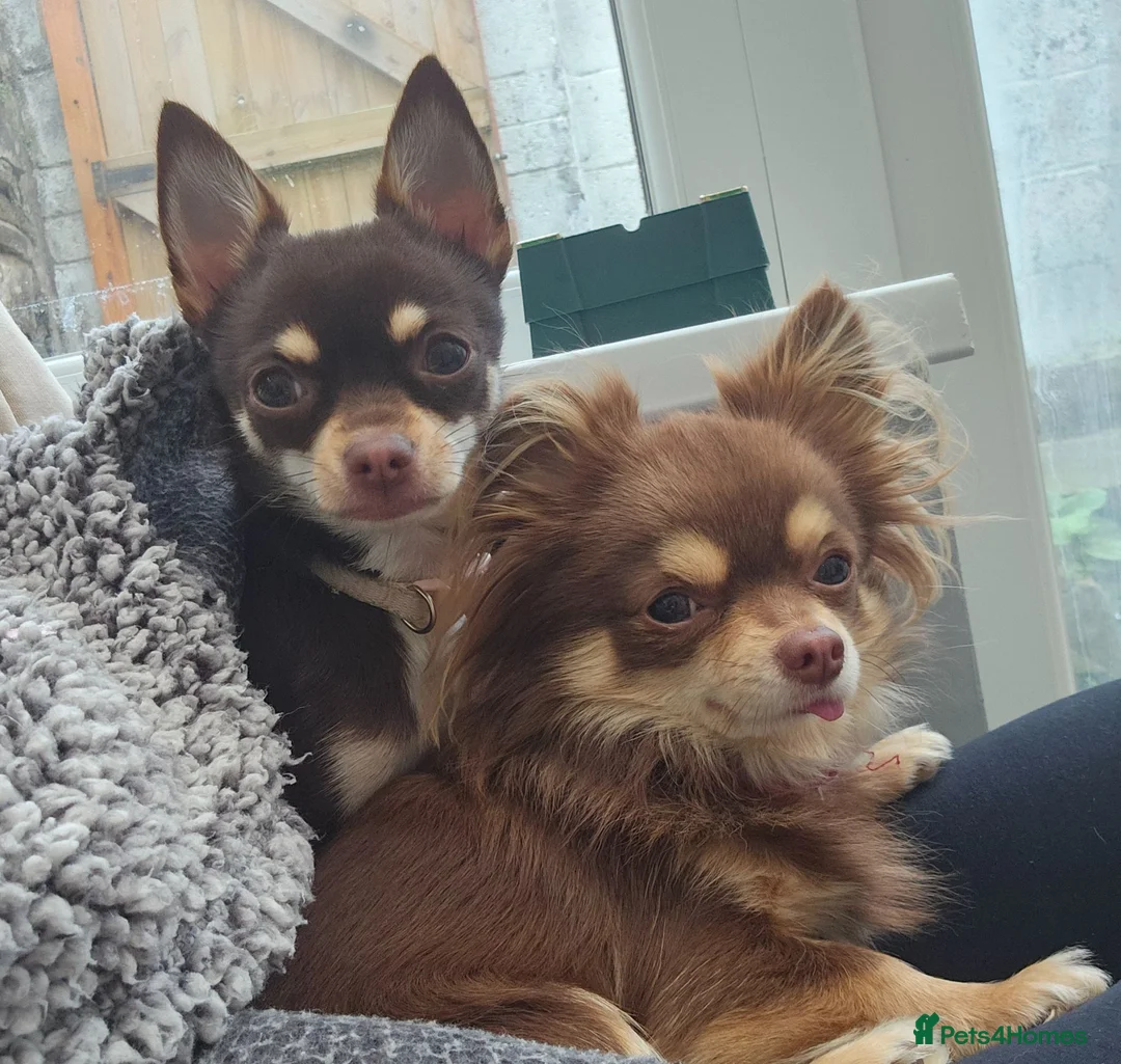 Chihuahua dogs for stud: Chihuahua stud - Advert 8