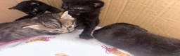 Mixed Breed cats for sale: Beautiful well loved family kittens  - Advert 7