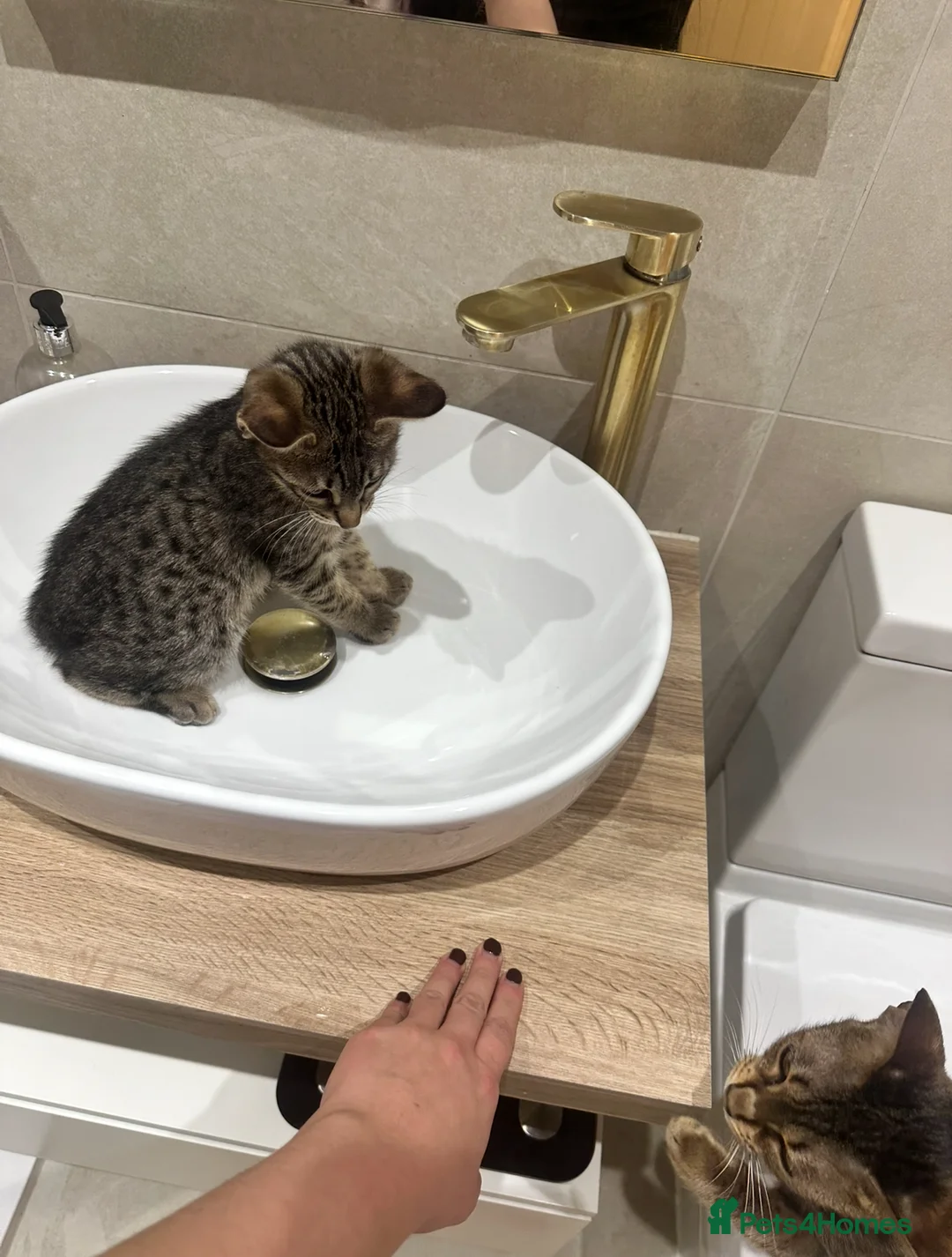 Savannah cats for sale: Savannah F4 TICA registered boy - Advert 6