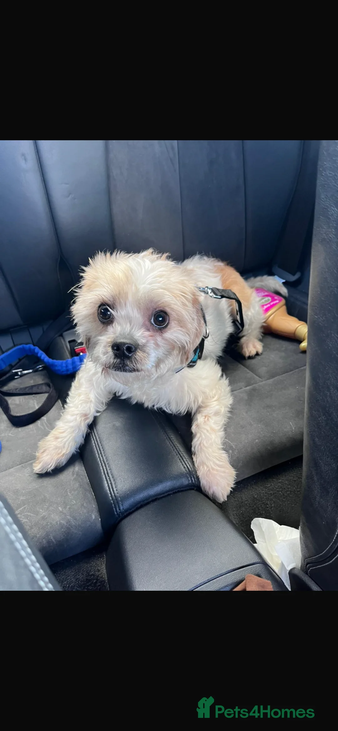 Cavapoo dogs for sale: Adult Cavapoo girl  - Advert 1