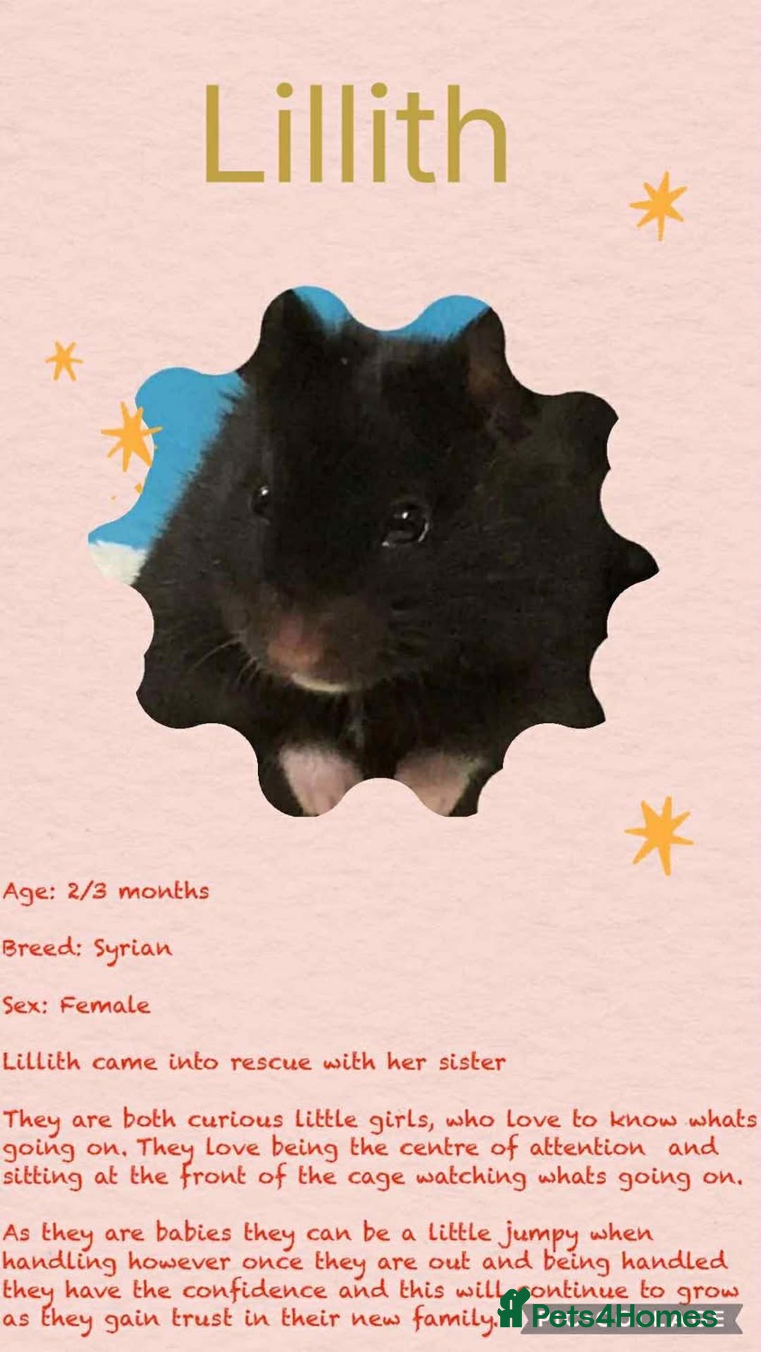 Hamster rodents for sale: Hamsters for adoption  - Image 13