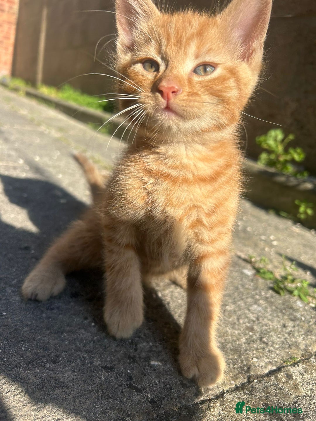 Mixed Breed cats for sale: Gorgeous kittens  - Image 6