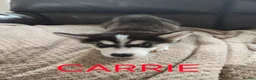 Utonagan dogs for sale: BEAUTIFUL MALAMUTE X SIBERIAN HUSKY PUPPIES - Advert 7