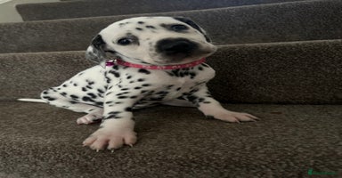 Dalmatian dogs Dalmation puppies ready to leave in 3 weeks  - Advert 6