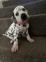 Dalmatian dogs Dalmation puppies ready to leave in 3 weeks - Advert 3