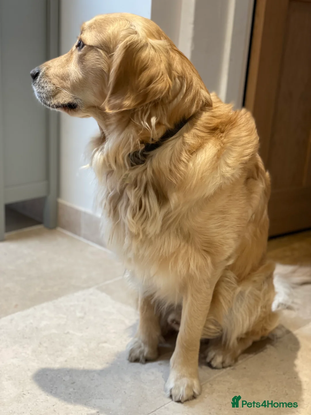 Golden Retriever dogs for stud: Available for stud in Coalville - Advert 4