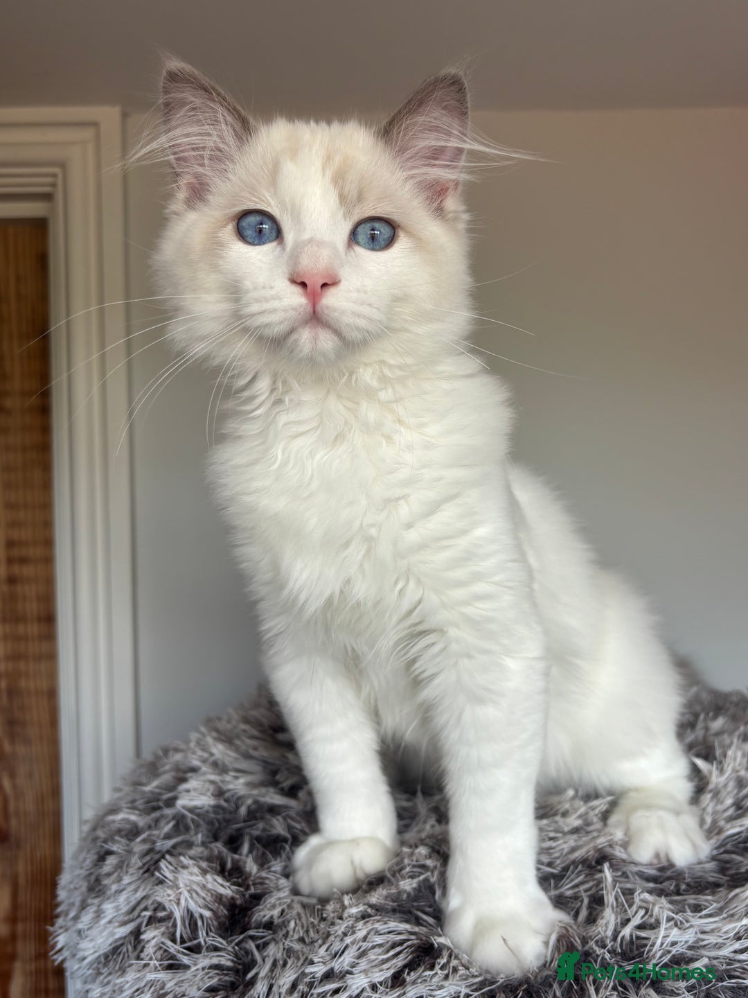 Ragdoll cats for sale: GCCF registered Kitten! 💙 Lilac  - Image 3