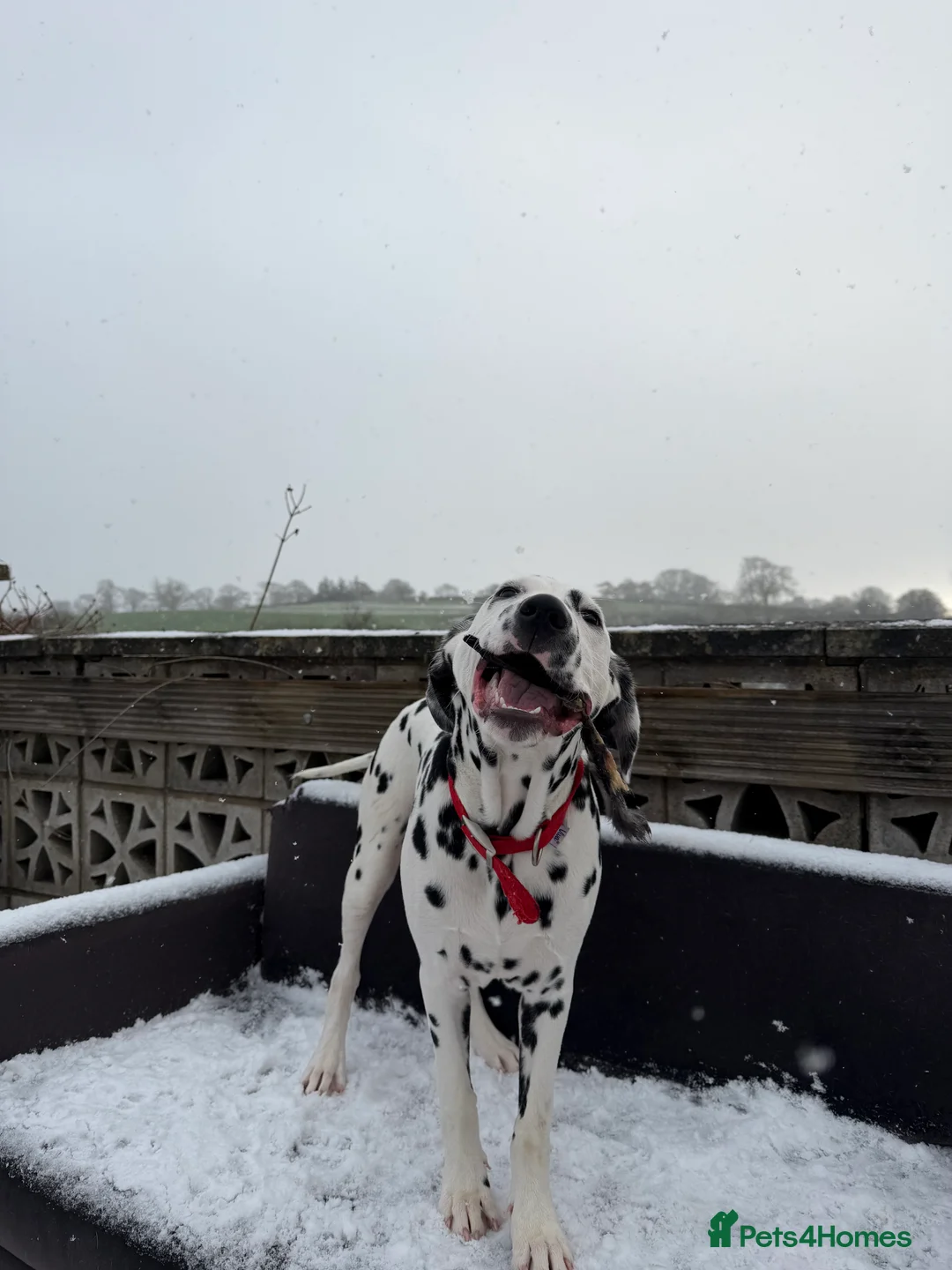 Dalmatian dogs for sale: Beautiful 6-Month-Old Dalmatian Puppy 🐾 - Advert 5