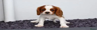 Cavalier King Charles Spaniel 1