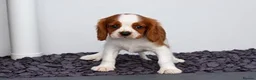 Cavalier King Charles Spaniel dogs for sale: Beautiful Cavalier King Charles Spaniel puppies - Advert 3
