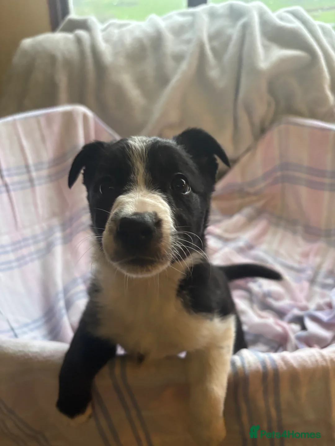 Border Collie dogs for sale: Border Collie Puppies - Advert 8