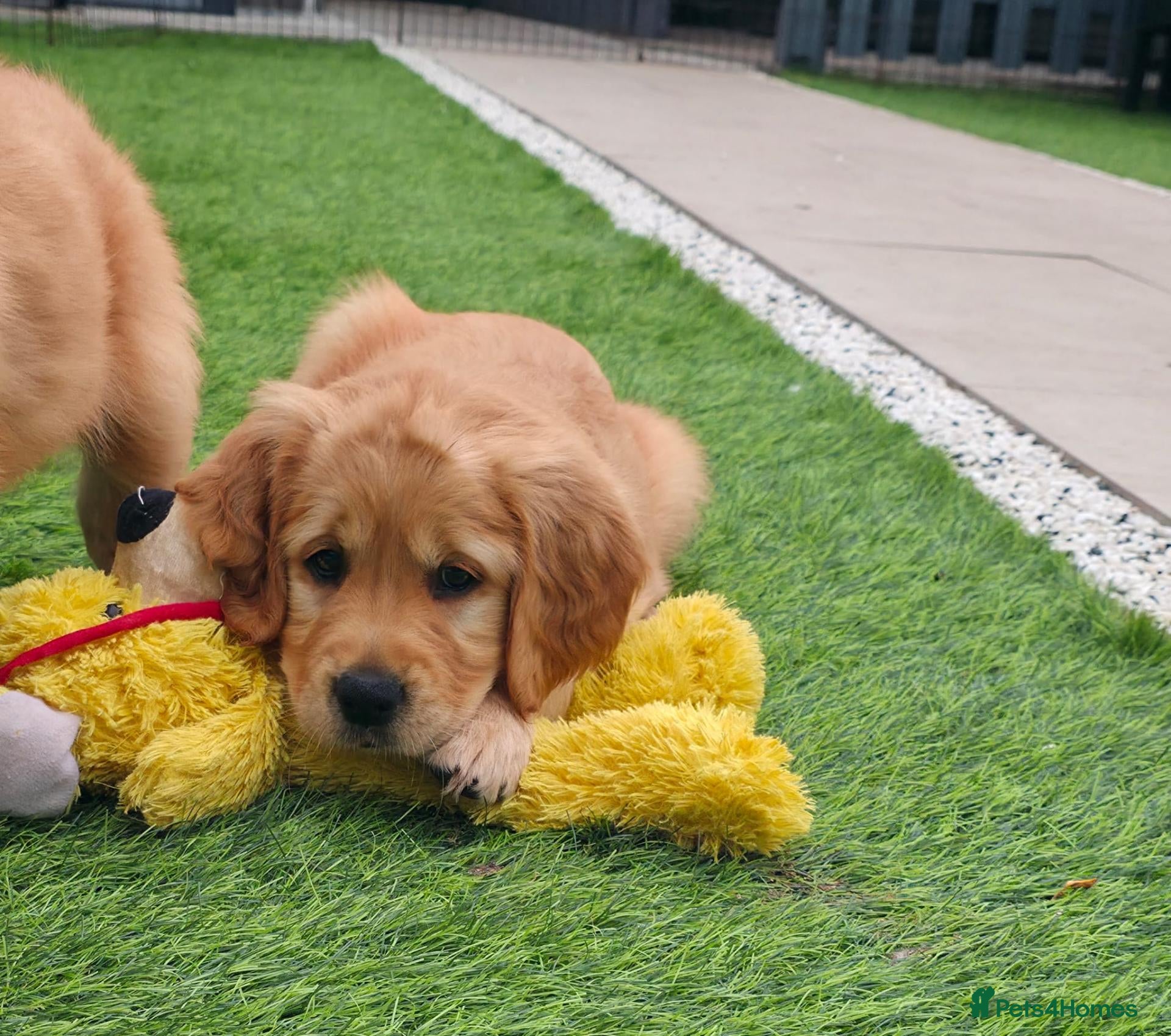 Golden Retriever dogs Lovely Golden Retriever Puppy's  - Advert 2