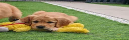 Golden Retriever dogs for sale: Lovely Golden Retriever Puppy's  - Advert 2